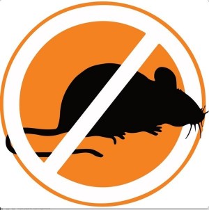 Rat Control Specialists Adelaide